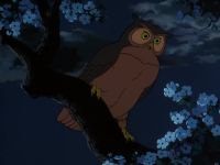 [HOOTING]