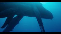 Humpbacks are intelligent and sensitive