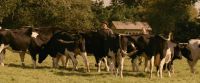 I don't like cows Yeah