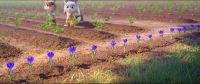 JUDY: Um, | don't understand