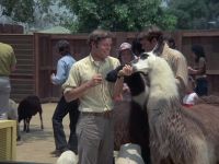 [Goats Bleating]