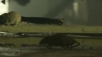 I hate rats