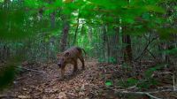 In this mysterious forest