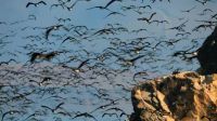 Joining the procession, Inca terns