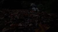 [leave rustling]