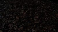 [leaves rustling]