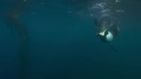 Leopard seals