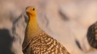 Like all the grouse that flock here