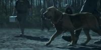 [man] Simmer down. Simmer down! Good boy