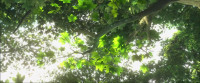 Many leaves one tree