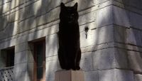 (MEOWS)