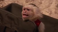 [MONKEY SCREECHING]