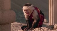 [MONKEY SCREECHING]