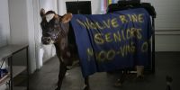 (mooing)