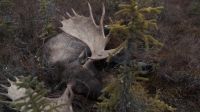 (MOOSE CALLS)