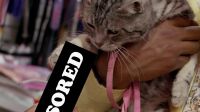 NASTY, MRS. KITTY