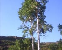 Nea