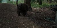 Nice bear