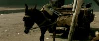 Nice donkey