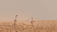 No luck