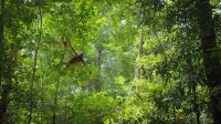 Not only record-breaking trees