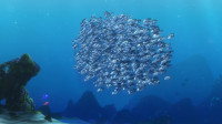 OK let's go No no Bad trenchCome on we'll swim over this thingWhoa partner Little red flag going upSomething's telling me to swim through it not over itAre you looking at this thingIt's got death