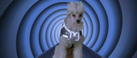 Obey my dog