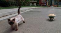 Oh I hate this fat cat