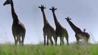 (OSTRICH TRILLS)