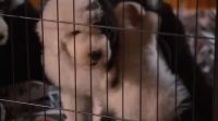 [Puppies yapping]