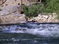 [RAFT BURSTS]