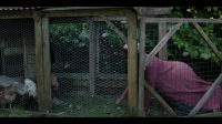 [rooster crowing]