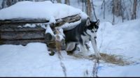 [ RUGER BARKING ]