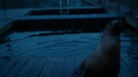 [sea lion barking]