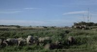 (SHEEP BLEATING)