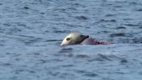 Sinking his jaws into its body