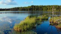 Spring transforms the pond