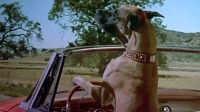 Sunday driver!