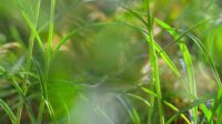 Swinging on the thinnest stems