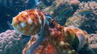 The damselfish mob the octopus