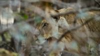 The lions. (GROWLS)