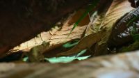The little leaf chameleon is making progress