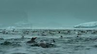 The longer they dive