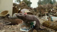 The rat rules