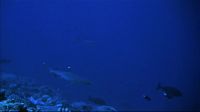 The shark, lacking this cleverness