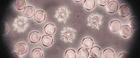 These cells aren't dead