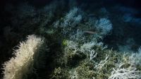 These underwater forests