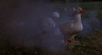 They're destroying my ducks