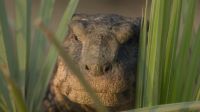 This is Simosuchus