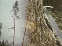 TIMBER!